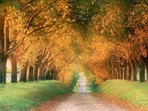 Planes sociales para el otoño