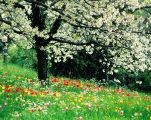 Bienvenida sea la primavera