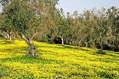 Yellow Field